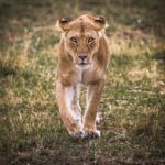 Nigeria has less than 50 lions