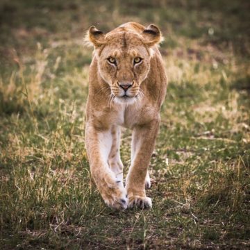 Nigeria has less than 50 lions 