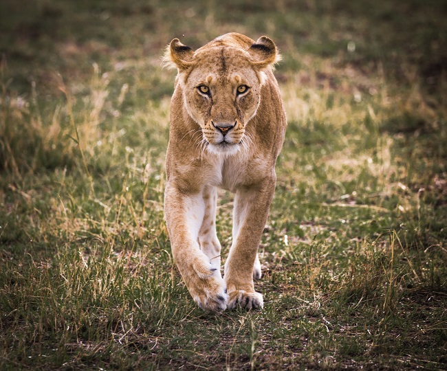 Nigeria has less than 50 lions