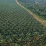 Okomu oil