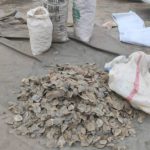 Customs Trafficking Pangolin Scales ,