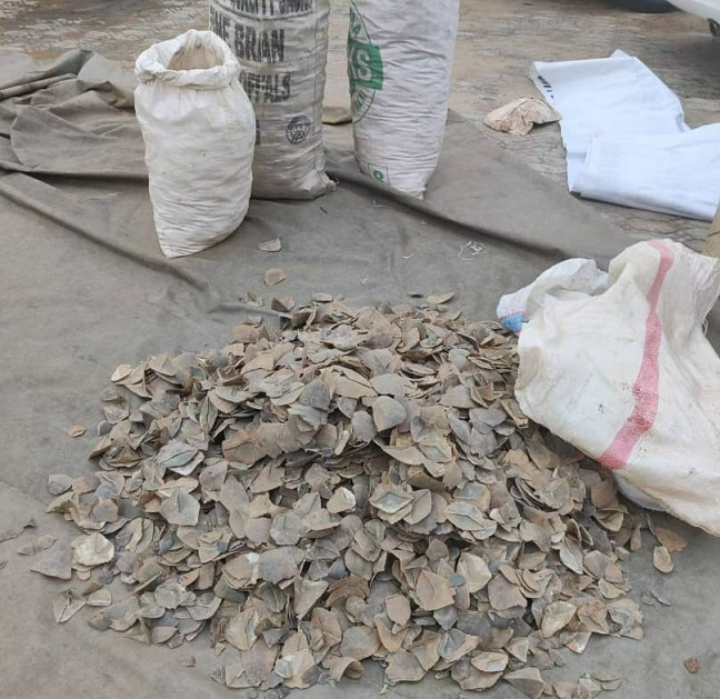 Customs Trafficking Pangolin Scales ,