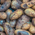 Potato blight ravages potato farms in Plateau
