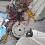 93 bird strike incidents occurred across Nigerian airports in six months 