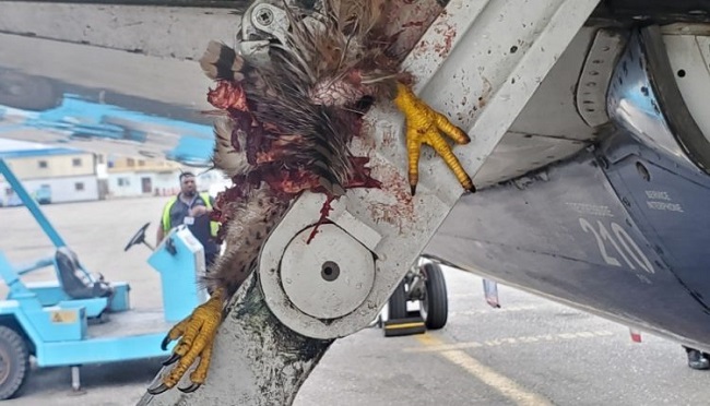 93 bird strike incidents occurred across Nigerian airports in six months 