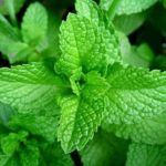 benefits of scent leaf