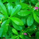 benefits of waterleaf
