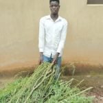 FCT Police Cannabis Sativa,