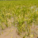 Flooding Kogi rice farmers ,