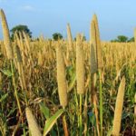 44 kidnapped Zamfara worshippers working on bandits' millet plantations