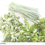Experts document 35 Nigerian plants for treating obesity