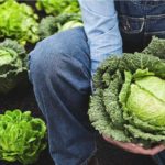 Five health benefits of cabbage