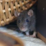 get rid of rats