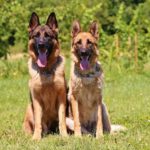 Dogs owned by church bite, kill man in Lagos