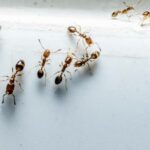 get rid of ants