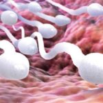 foods that boost sperm count