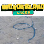 wonderland