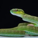 Scientists find clitorises,