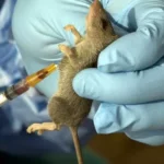 Lassa Fever outbreak