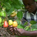 Nigeria cashew