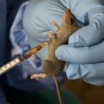 Lassa fever