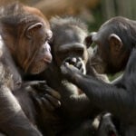 chimpanzees