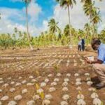 50 coconut farmers