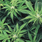 marijuana
