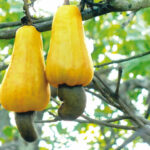 Cashew