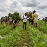 65000 smallholder farmers to receive facilities from One Acre Fund in