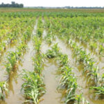 residents groans scarcity