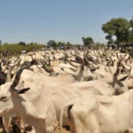 Fulani sale livestock