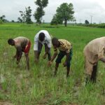 LNRBDA farmers Youths SSforGG
