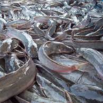 Dredging firm compensates Epe fish farmers