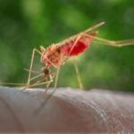 malaria medicine