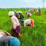 Graduates agriculture