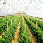 youths agro-waste farming