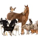 animal welfare