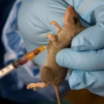 Lassa virus in Nigeria,FG renews pledge to develop Lassa fever vaccine, outbreak of Lassa Fever, Cross River govt confirms Lassa Fever outbreak after farmer's death