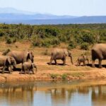 Elephants