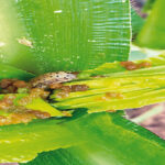 Armyworm