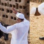 Buhari cows