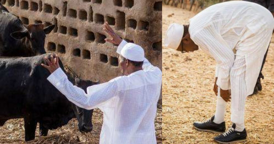 Buhari cows