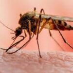 Nigeria malaria