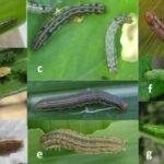 food security army worn armyworm