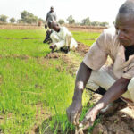farmers VSF VCDP