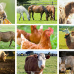 livestock