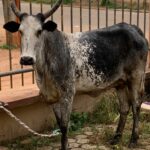 Cow