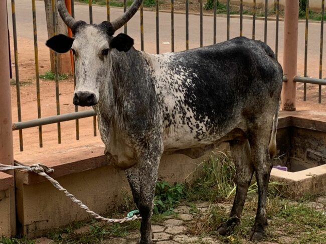 Cow