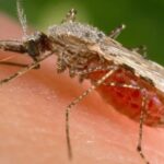 Jigawa Malaria vaccine
